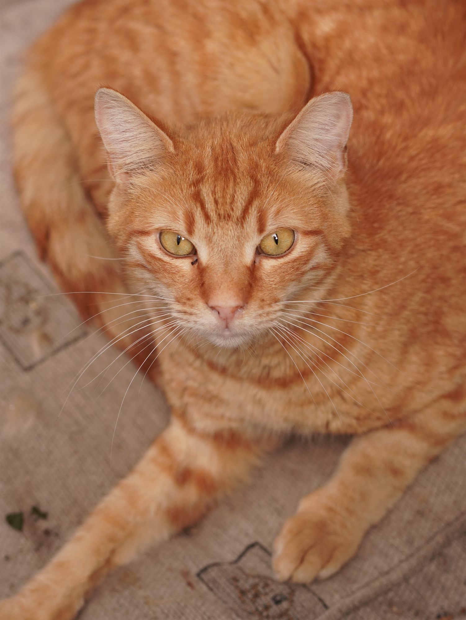 Ginger cat resting