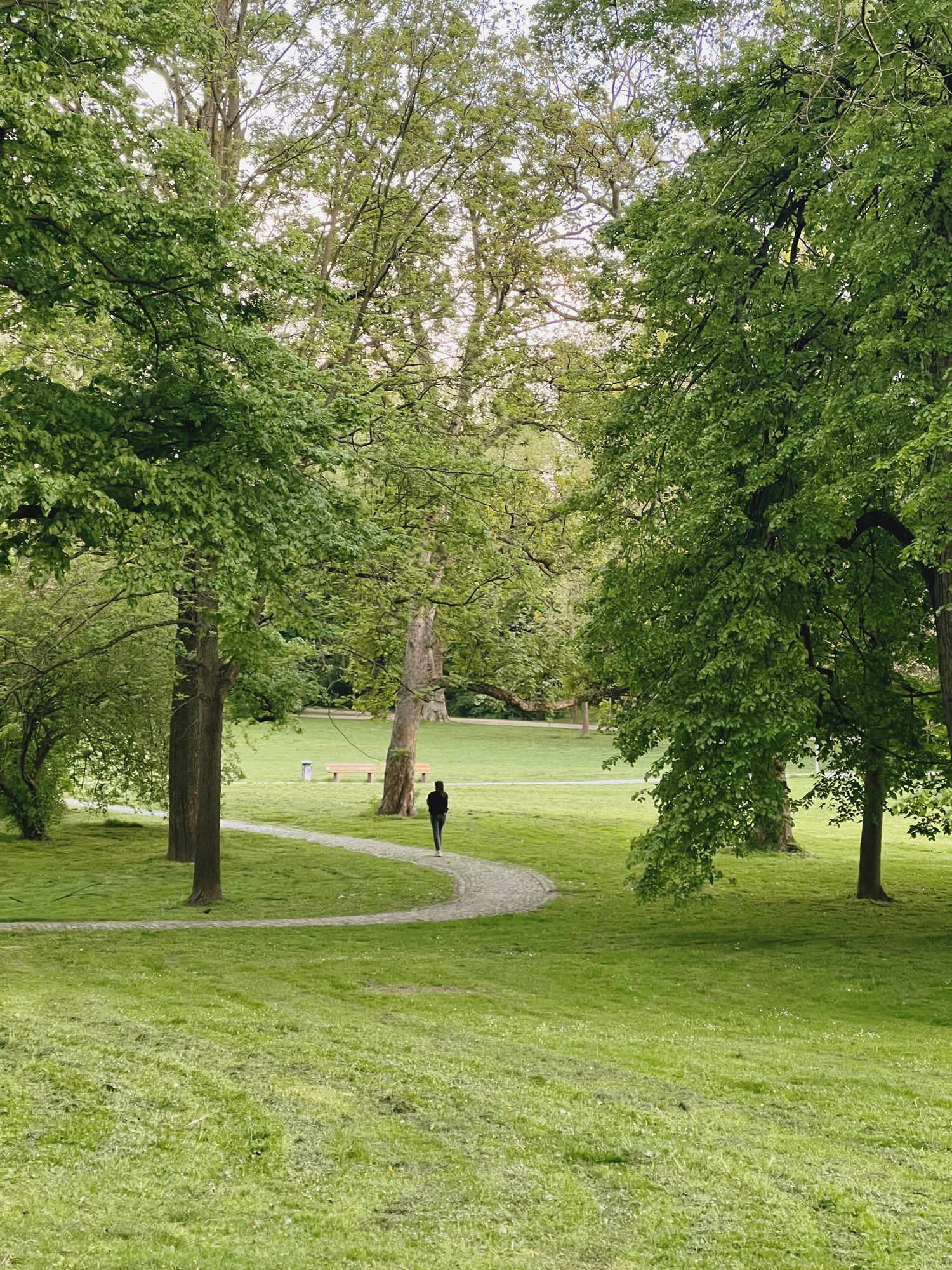 Green parkland with tall trees